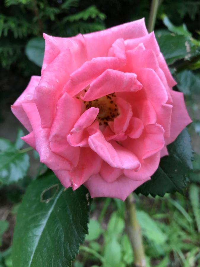 Gite De L'Homme Blanc Soizy-aux-Bois Esterno foto